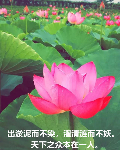 1653708626818387.jpg 本在一人_副本.jpg